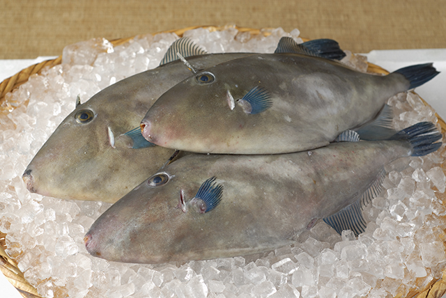 うまずらはぎが入荷しました