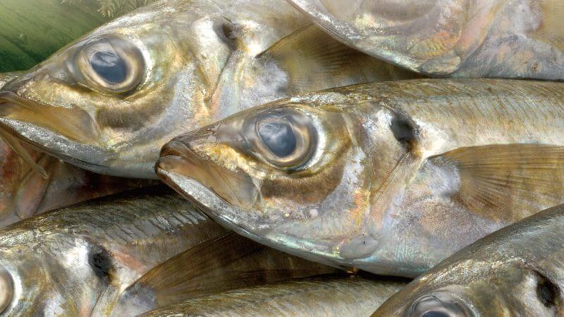 6月のおすすめは「真鰺」