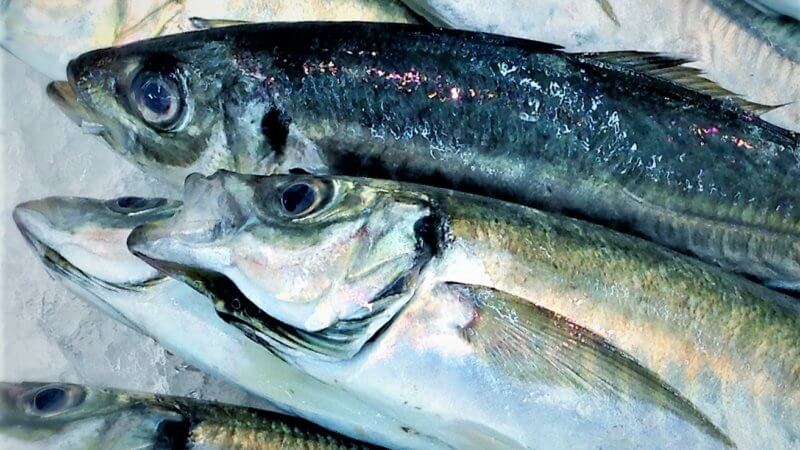 今が旬の脂がのった真鯵がおすすめ!漁獲量全国2位の長崎から入荷!