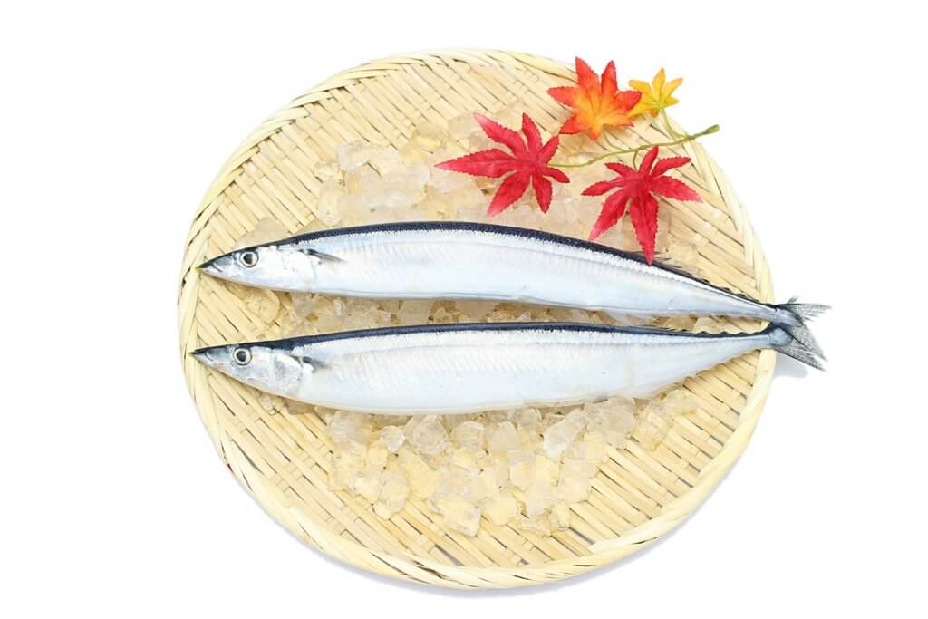 秋刀魚の噺。秋刀魚は炙りでこれからが旬！北海道の秋刀魚は今が美味しい