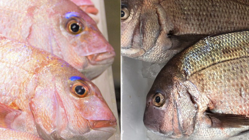 桜鯛と真鯛の違いは何?特徴やおすすめ調理法は?