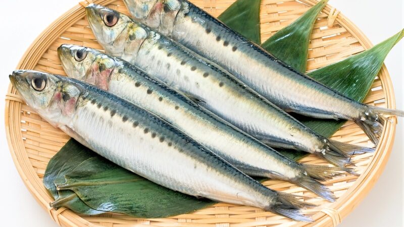 梅雨時期に美味しい旬の魚!もちろん寿司ネタでご紹介!