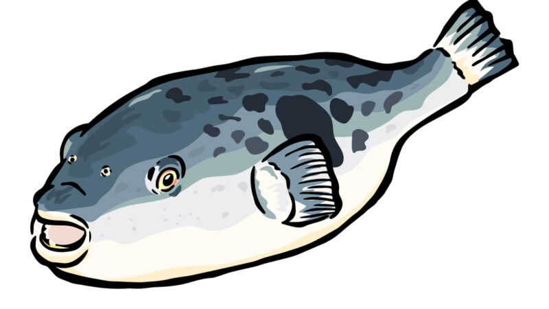 【春の福を呼ぶ】三月に一番おいしくなる「真ふぐ」のひみつ——女王とよばれる、やさしい甘みと歯ごたえ